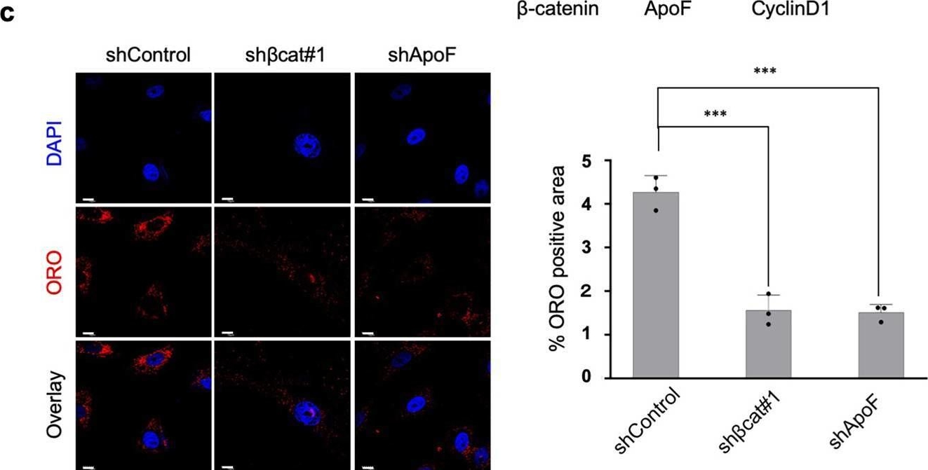 Fig.6.C showing Immunocytochemistry-immunofluorescence from the publication: β-catenin-promoted cholesterol metabolism protects against cellular senescence in naked mole-rat cells.