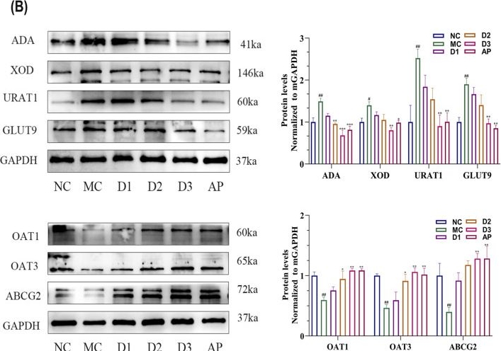 Fig.2.B showing Western Blotting from the publication: Dual mechanisms of a purified root extract of Paeonia lactiflora Pall. in regulating uric acid homeostasis: inhibition of hepatic synthesis and promotion of renal excretion in hyperuricemic rat models.