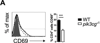 Fig.2.A showing Flow cytometry/Cell sorting in a Mus musculus (House mouse) sample from the publication: PI3Kγ drives priming and survival of autoreactive CD4(+) T cells during experimental autoimmune encephalomyelitis.