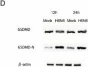 Gasdermin D (E8G3F) Rabbit Monoclonal Antibody | Cell Signaling