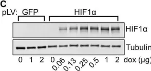 Fig.3.C showing Western Blotting from the publication: Hypoxia-Inducible Factor 1α (HIF1α) Suppresses Virus Replication in Human Cytomegalovirus Infection by Limiting Kynurenine Synthesis.