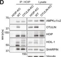 Fig.1.D showing Western Blotting from the publication: M1-linked ubiquitination by LUBAC regulates AMPK signalling and the response to energetic stress.