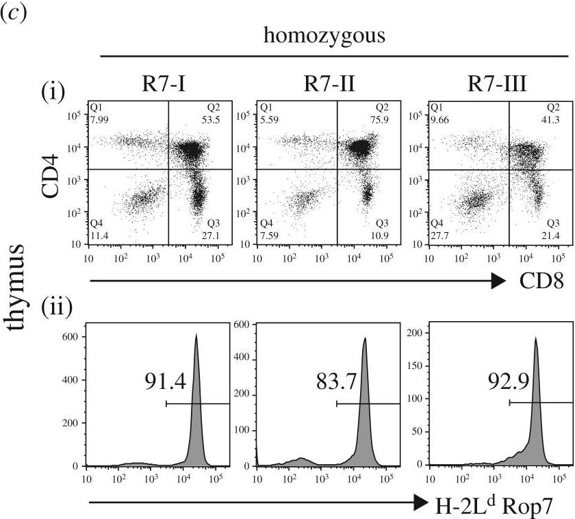 Fig.1.C showing Flow cytometry/Cell sorting in a Mus musculus (House mouse) sample from the publication: Peripheral self-reactivity regulates antigen-specific CD8 T-cell responses and cell division under physiological conditions.
