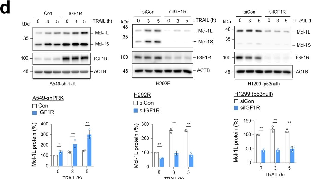 Fig.6.D showing Western Blotting from the publication: PRKCSH contributes to TNFSF resistance by extending IGF1R half-life and activation in lung cancer.