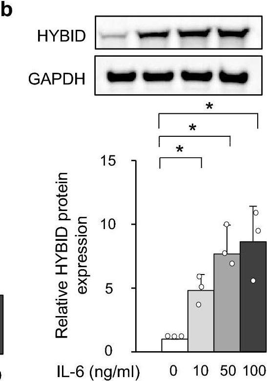 Fig.2.B showing Western Blotting from the publication: Expression and regulation of recently discovered hyaluronidases, HYBID and TMEM2, in chondrocytes from knee osteoarthritic cartilage.