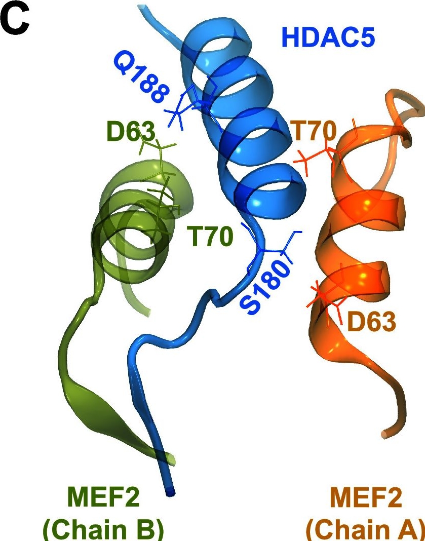 Fig.5.C from the publication: Mapping the Interactions Among Class IIa Histone Deacetylases and Myocyte Enhancer Factor 2s.