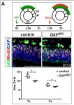 Fig.4.A showing Immunohistochemistry in a Mus musculus (House mouse) sample from the publication: Gli3 controls the onset of cortical neurogenesis by regulating the radial glial cell cycle through Cdk6 expression.