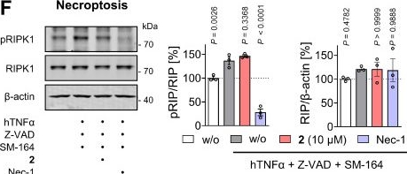 Fig.4.F showing Western Blotting from the publication: Context-dependent Activities of Mitrephorone Link Lipid Redirection, Anti-inflammatory Action, and Ferroptosis Control to Hepatocyte Protection.