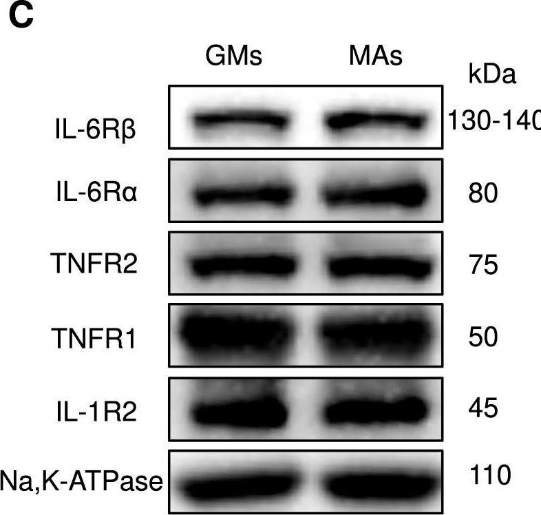 Fig.3.C showing Western Blotting from the publication: Targeted therapies of inflammatory diseases with intracellularly gelated macrophages in mice and rats.