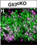 Fig.2.H showing Immunohistochemistry-immunofluorescence in a Mus musculus (House mouse) sample from the publication: Gli3 controls the onset of cortical neurogenesis by regulating the radial glial cell cycle through Cdk6 expression.
