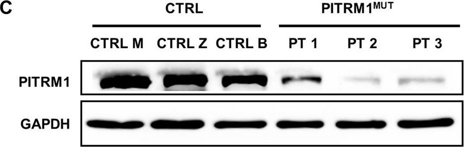 Fig.1.C showing Western Blotting from the publication: PPAR-gamma agonist pioglitazone recovers mitochondrial quality control in fibroblasts from PITRM1-deficient patients.