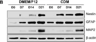 Fig.2.B showing Western Blotting from the publication: Human Mesenchymal Stem Cell-Derived Extracellular Vesicles Promote Neural Differentiation of Neural Progenitor Cells.