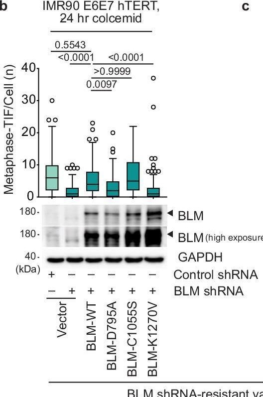 Fig.6.B showing Western Blotting in a Homo sapiens (Human) sample from the publication: A CPC-shelterin-BTR axis regulates mitotic telomere deprotection.