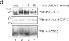 Fig.3.D showing Western Blotting in a Mus musculus (House mouse) sample from the publication: Quantitative analysis of protein phosphorylations and interactions by multi-colour IP-FCM as an input for kinetic modelling of signalling networks.