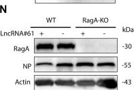 Fig.5.N showing Western Blotting from the publication: Long noncoding RNA#61 synergizes with viral PA-X to augment pyroptosis and attenuate the virulence of highly pathogenic H5N1 influenza virus in mice.