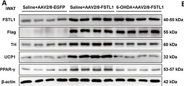 Fig.6.A showing Western Blotting in a Mus musculus (House mouse) sample from the publication: The Adipose-Sympathetic Nerve Crosstalk: FSTL1 as an Adipocyte-Derived Neurotrophic Factor for WAT Browning.