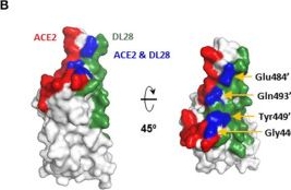 Fig.4.B from the publication: Structural Characterization of a Neutralizing Nanobody With Broad Activity Against SARS-CoV-2 Variants.