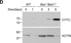 Fig.2.D showing Western Blotting in a Mus musculus (House mouse) sample from the publication: Glucocorticoids can induce BIM to trigger apoptosis in the absence of BAX and BAK1.