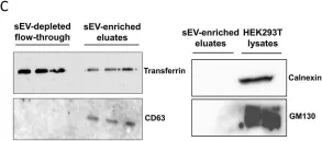 Fig.1.C showing Western Blotting in a Homo sapiens (Human) sample from the publication: Small RNA sequencing of circulating small extracellular vesicles microRNAs in patients with amyotrophic lateral sclerosis.