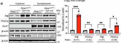 PKA C-alpha Antibody | Cell Signaling Technology