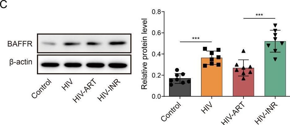 Fig.7.C showing Western Blotting from the publication: Effect of anti-CD4 mAb induced by inhibiting B cell disorder on immune reconstruction of HIV-infected immunological non-responders.