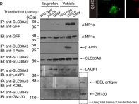 Fig.9.D showing Immunocytochemistry-immunofluorescence from the publication: Rare Neurologic Disease-Associated Mutations of AIMP1 are Related with Inhibitory Neuronal Differentiation Which is Reversed by Ibuprofen.
