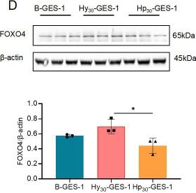 Fig.6.D showing Western Blotting from the publication: Hypoxia exacerbates the malignant transformation of gastric epithelial cells induced by long-term H. pylori infection.