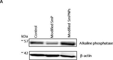 Fig.5.A showing Western Blotting in a Mus musculus (House mouse) sample from the publication: Marine Microalgae, Spirulina maxima-Derived Modified Pectin and Modified Pectin Nanoparticles Modulate the Gut Microbiota and Trigger Immune Responses in Mice.