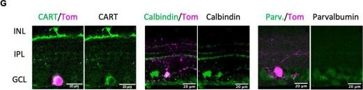 Fig.5.G showing Immunohistochemistry-immunofluorescence in a Mus musculus (House mouse) sample from the publication: FLRT3 Marks Direction-Selective Retinal Ganglion Cells That Project to the Medial Terminal Nucleus.