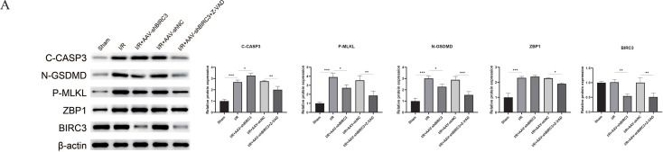 Fig.7.A showing Western Blotting in a Rattus norvegicus (Rat) sample from the publication: BIRC3-CASP8 axis orchestrates the PANoptosis spectrum: taming the inflammatory storm to prevent post-ischemic heart failure.