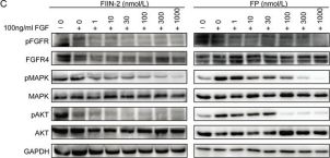 p44/42 MAPK (Erk1/2) (3A7) Mouse Monoclonal Antibody | Cell