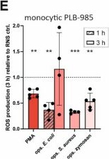 Fig.3.E from the publication: MARCKS N-terminal sequence-derived inhibitor peptides impair monocytic ROS production and migration via MARCKS-independent effects.