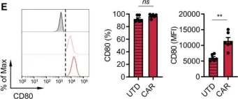 Fig.2.E showing Flow cytometry/Cell sorting from the publication: PD-L1 blockade restores CAR T cell activity through IFN-γ-regulation of CD163+ M2 macrophages.
