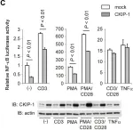 Fig.1.C showing Western Blotting from the publication: CKIP-1 is an intrinsic negative regulator of T-cell activation through an interaction with CARMA1.