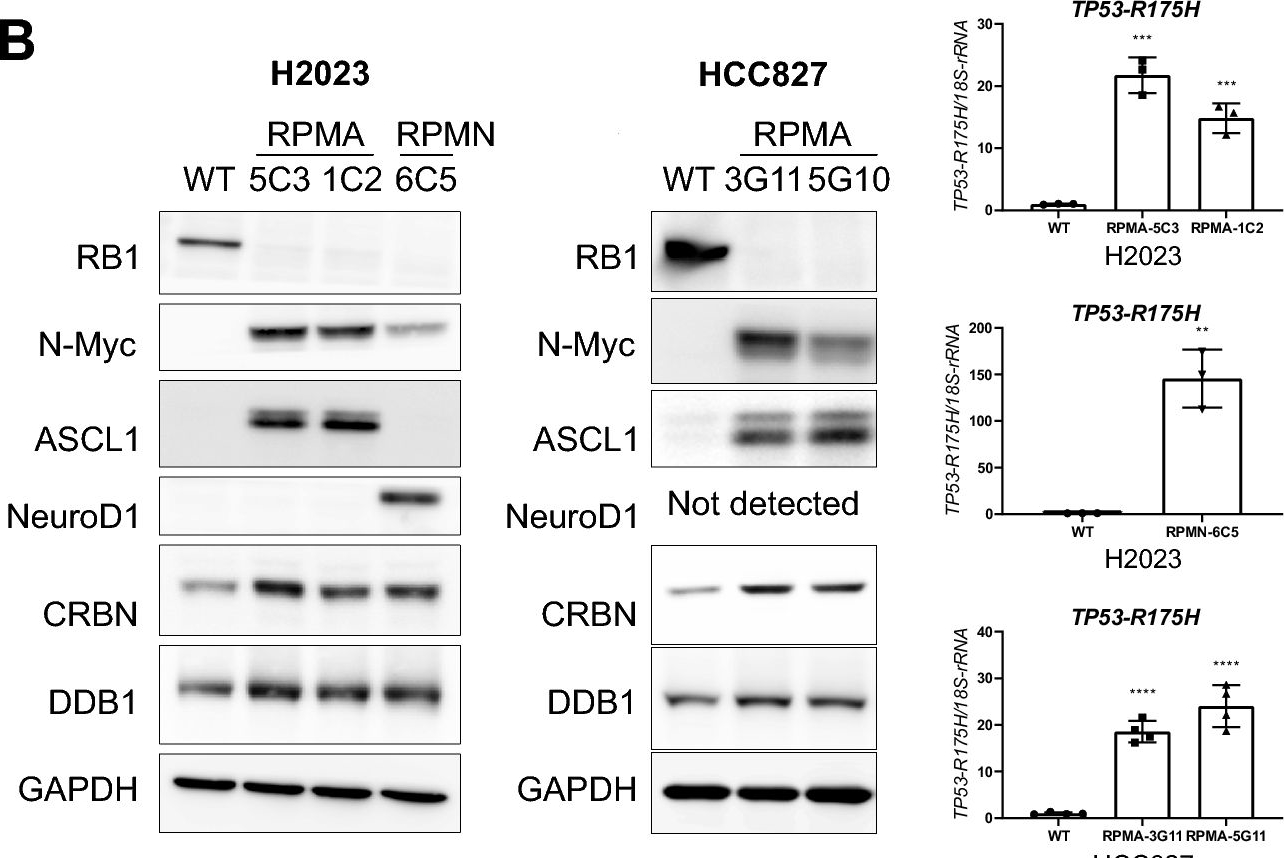 Fig.5.B showing Western Blotting from the publication: High cereblon expression in neuroendocrine cancer confers vulnerability to GSPT1 molecular glue degrader.