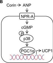 Fig.6.B from the publication: Corin Deficiency Alters Adipose Tissue Phenotype and Impairs Thermogenesis in Mice.