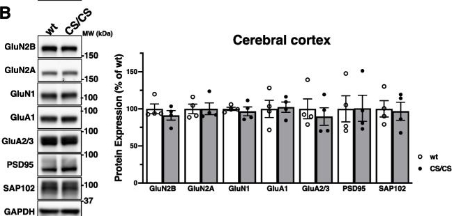 Fig.4.B showing Western Blotting in a Mus musculus (House mouse) sample from the publication: Limb-Clasping Response in NMDA Receptor Palmitoylation-Deficient Mice.