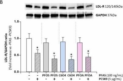 Fig.2.B showing Western Blotting from the publication: Legacy perfluoro-alkyl substances impair LDL-cholesterol uptake independently from PCSK9-function.