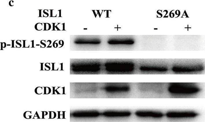 Fig.3.C showing Western Blotting from the publication: Phosphorylation of islet-1 serine 269 by CDK1 increases its transcriptional activity and promotes cell proliferation in gastric cancer.