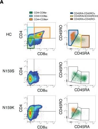 Fig.4.A showing Flow cytometry/Cell sorting from the publication: IKAROS regulates human T cell phenotype at a thymic and postthymic level.