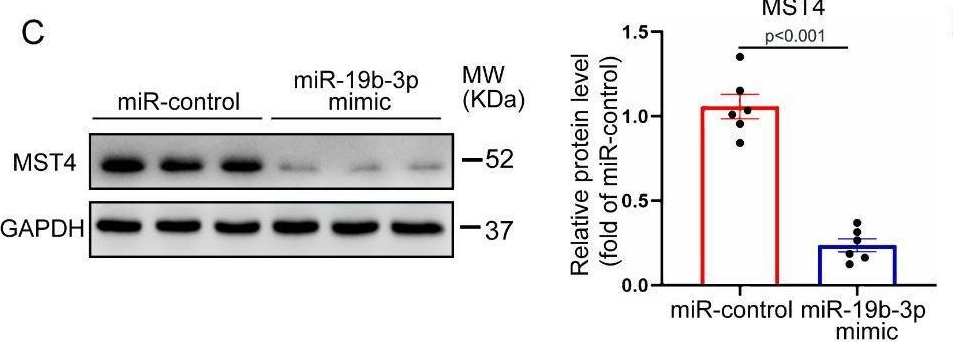 Fig.6.C showing Western Blotting from the publication: MicroRNA-19b-3p dysfunction of mesenchymal stem cell-derived exosomes from patients with abdominal aortic aneurysm impairs therapeutic efficacy.