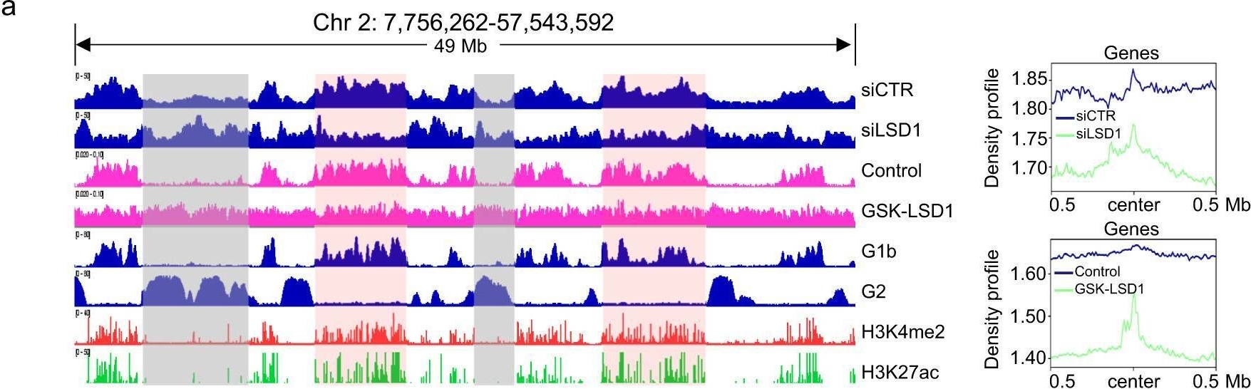 Fig.5.A from the publication: LSD1 is required for euchromatic origin firing and replication timing.