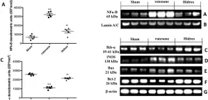 Fig.8.A showing Western Blotting from the publication: Anti-inflammatory and Anti-oxidant Activity of Hidrox® in Rotenone-Induced Parkinson's Disease in Mice.