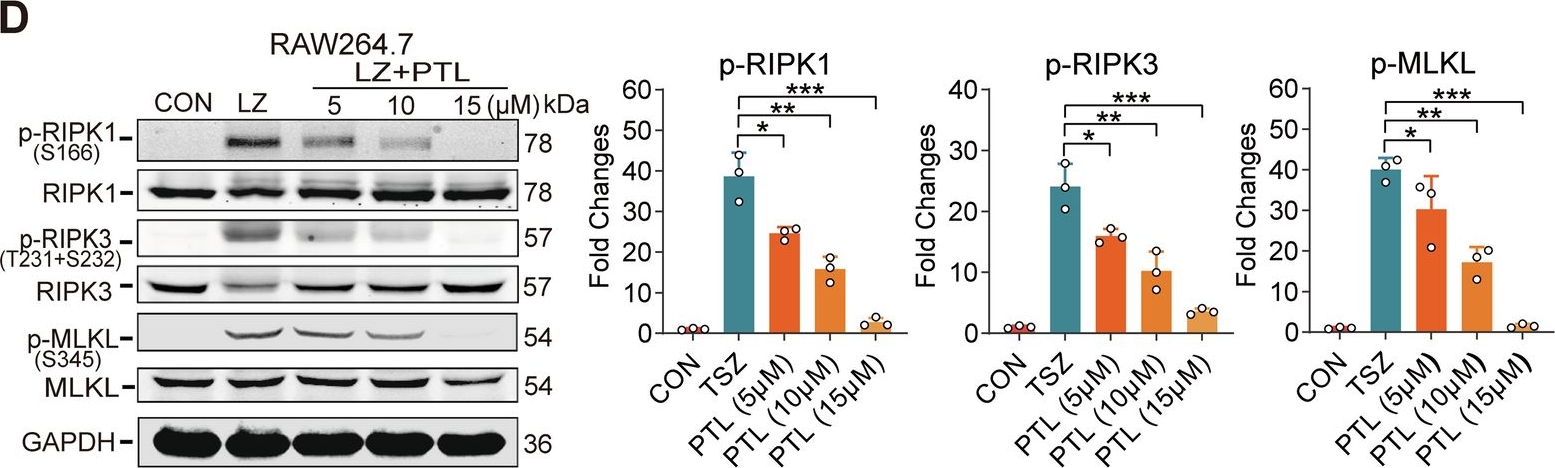 Fig.4.D showing Western Blotting in a Mus musculus (House mouse) sample from the publication: Identification of human MLKL Cys184 and HSPBP1 Cys201 as novel cellular targets for necroptosis.