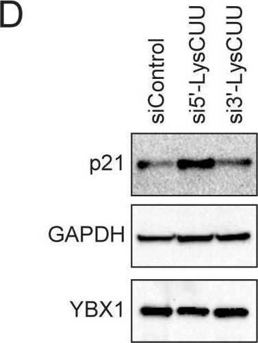Fig.2.D showing Western Blotting in a Homo sapiens (Human) sample from the publication: A hormone-dependent tRNA half promotes cell cycle progression via destabilization of p21 mRNA.