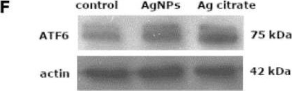 Fig.9.F showing Western Blotting in a Rattus norvegicus (Rat) sample from the publication: Endoplasmic Reticulum Stress Underlies Nanosilver-Induced Neurotoxicity in Immature Rat Brain.