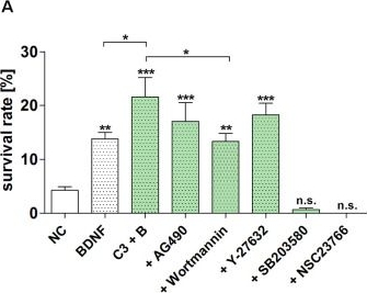 Fig.5.A showing Enzyme-linked immunosorbent assay from the publication: Potentiation of Brain-Derived Neurotrophic Factor-Induced Protection of Spiral Ganglion Neurons by C3 Exoenzyme/Rho Inhibitor.