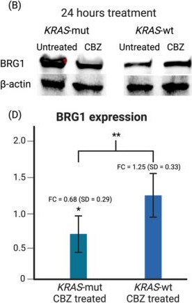 Fig.2.B showing Western Blotting from the publication: Impact of carbamazepine on SMARCA4 (BRG1) expression in colorectal cancer: modulation by KRAS mutation status.