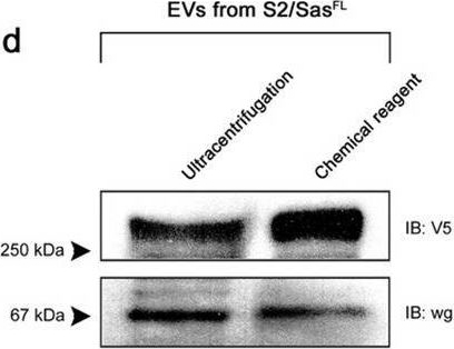 Fig.1.D showing Western Blotting from the publication: An extracellular vesicle targeting ligand that binds to Arc proteins and facilitates Arc transport in vivo.