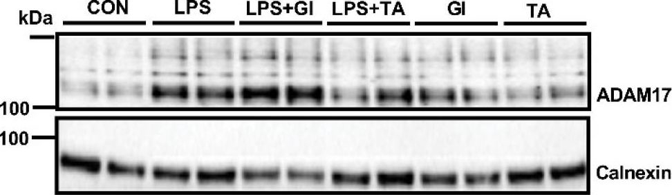 Fig.2.I showing Western Blotting in a Mus musculus (House mouse) sample from the publication: The Autism Spectrum Disorder-Associated Bacterial Metabolite p-Cresol Derails the Neuroimmune Response of Microglial Cells Partially via Reduction of ADAM17 and ADAM10.